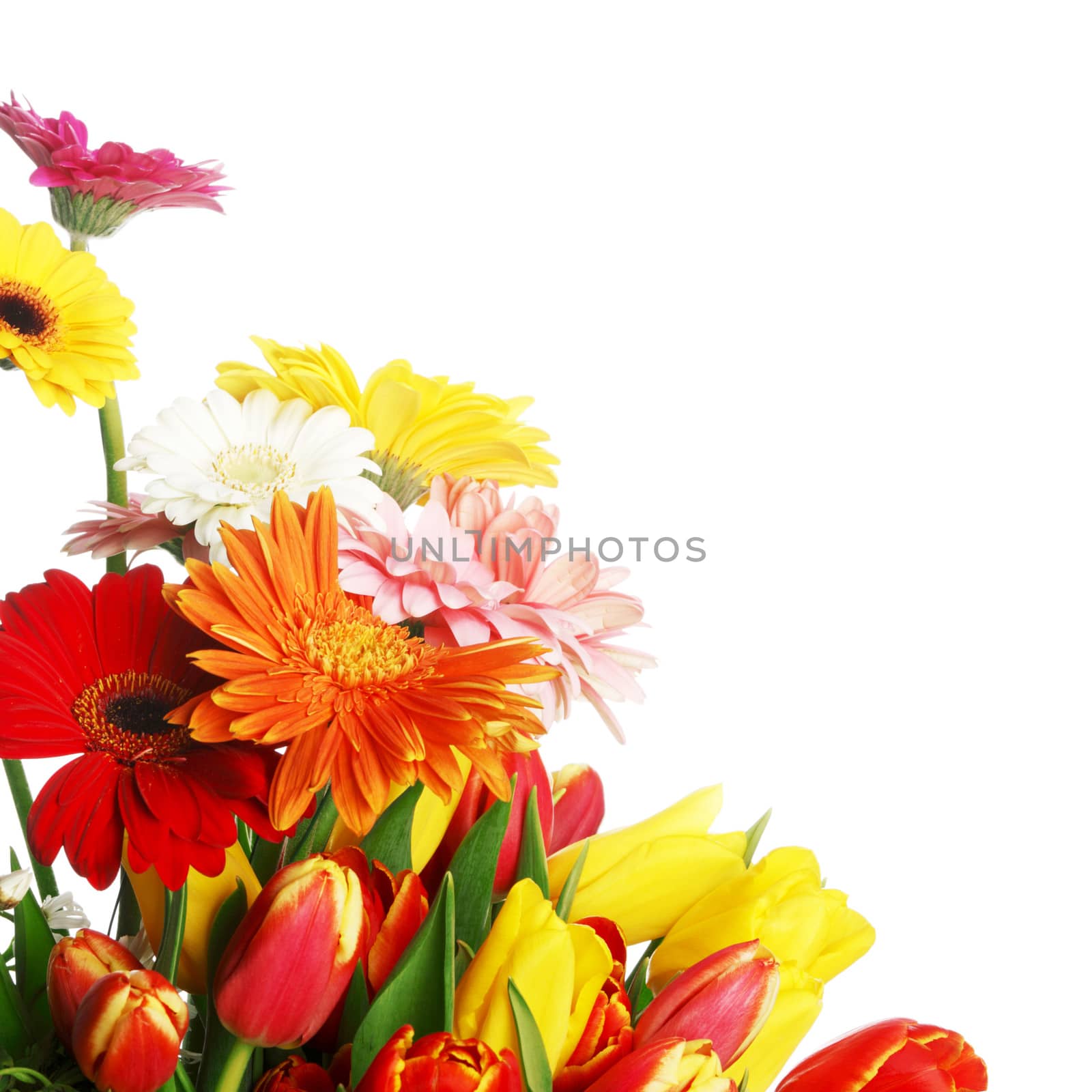 Bouquet of tulips and gerberas by Yellowj