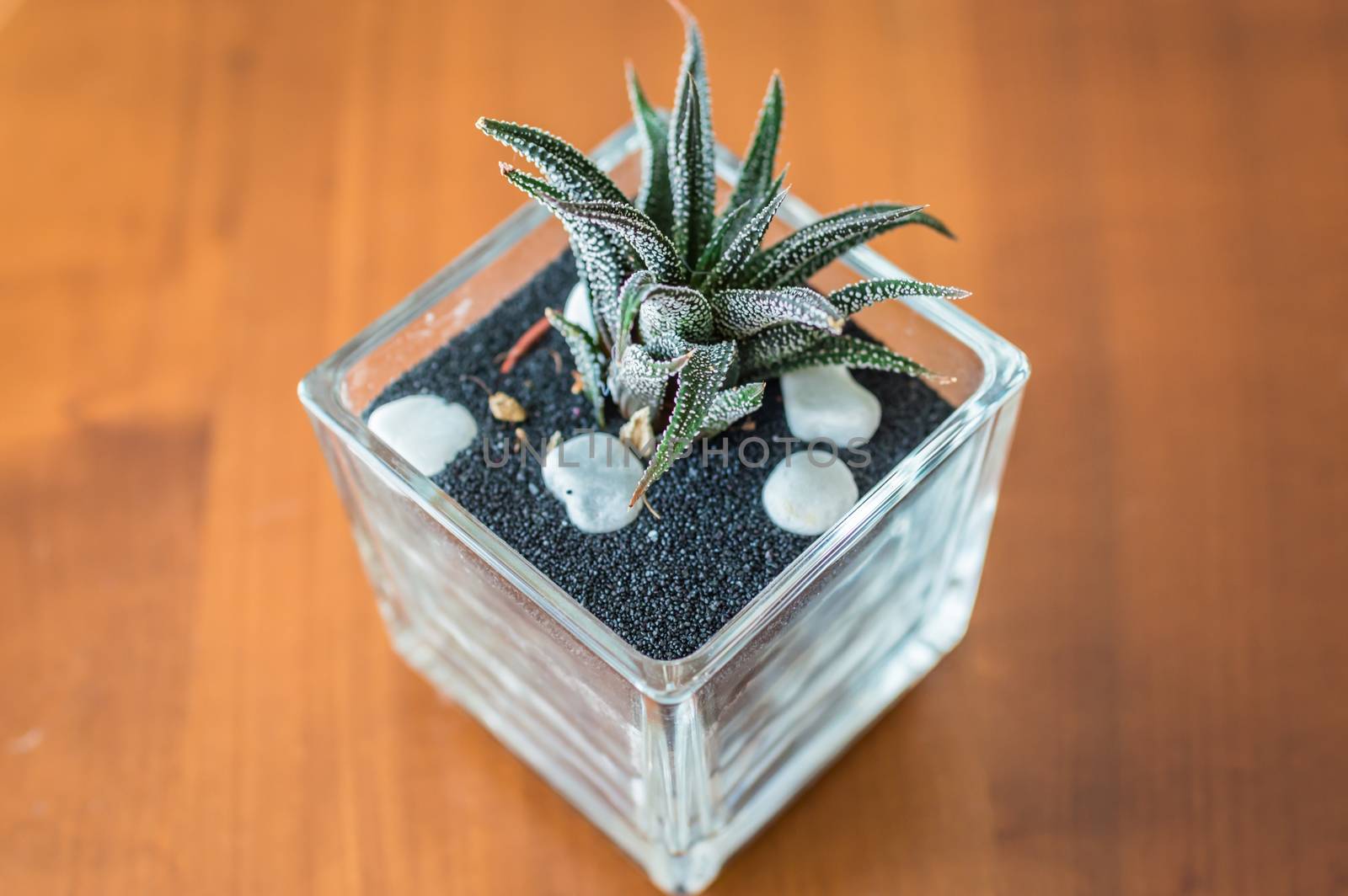 small green cactus in a glass pot on table