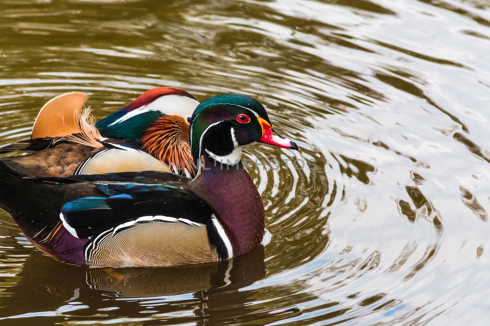 Closeup Mandarin duck (Aix galericulata) swimming in a pond.