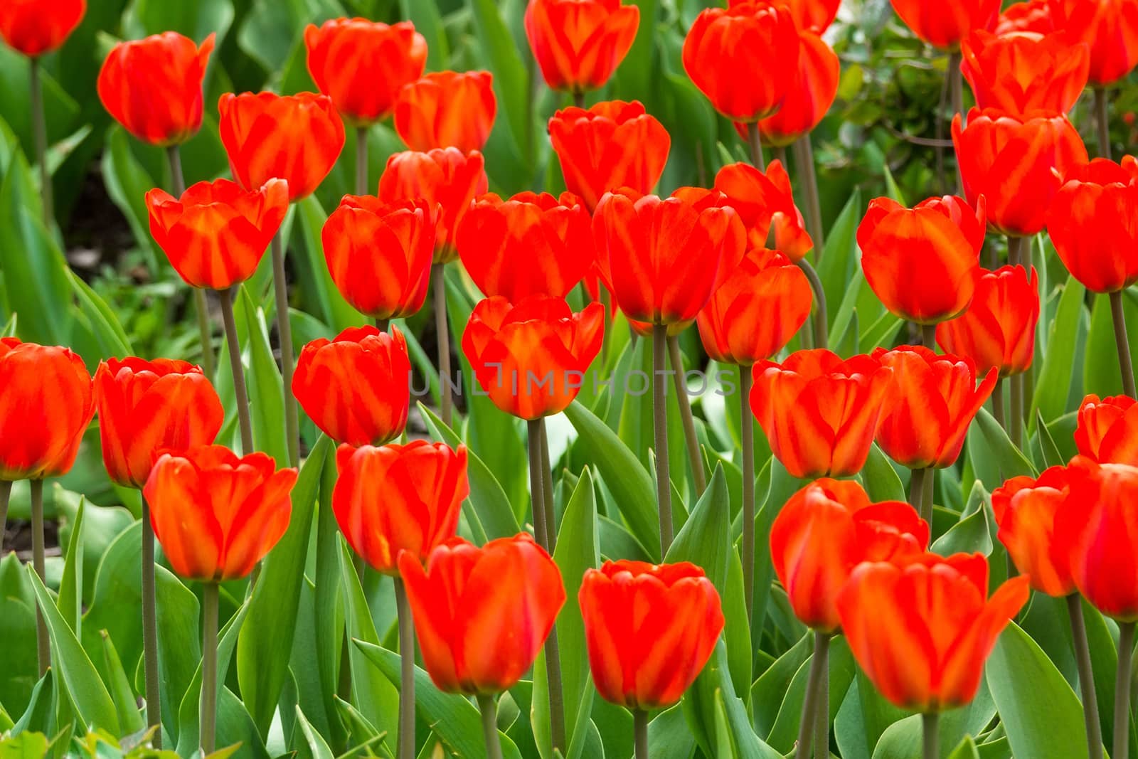 The photo shows flowers of red tulips