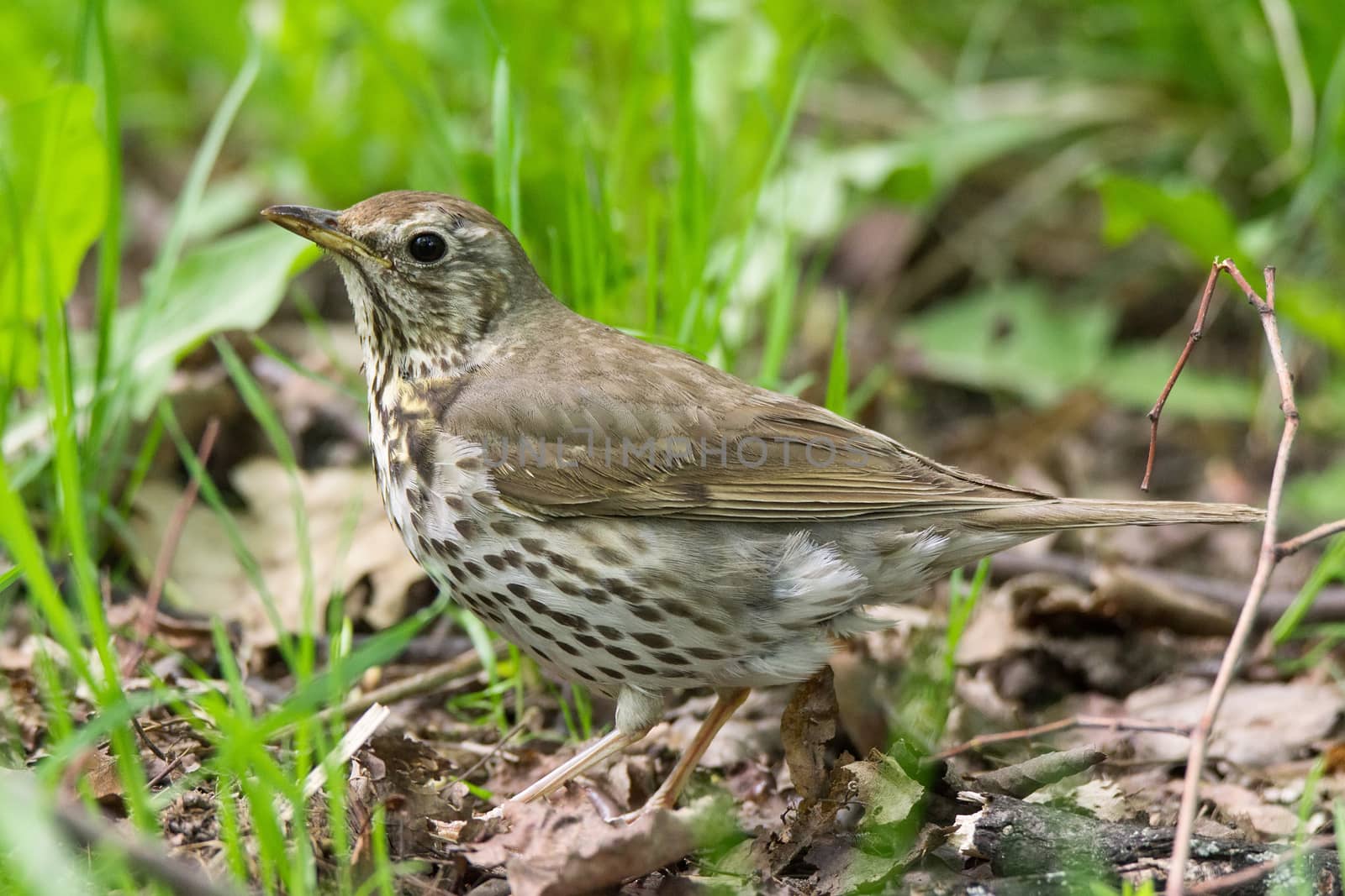 The photo shows a songbird on a grass