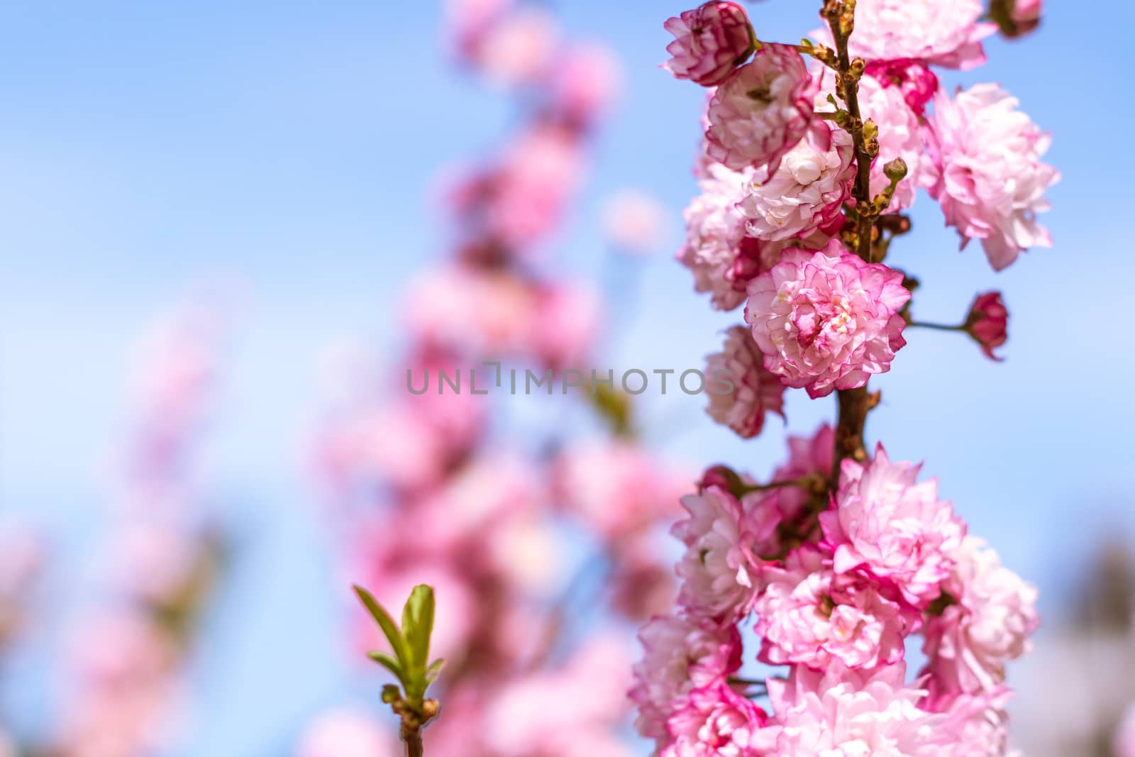 Peach tree branches full of pink flowers