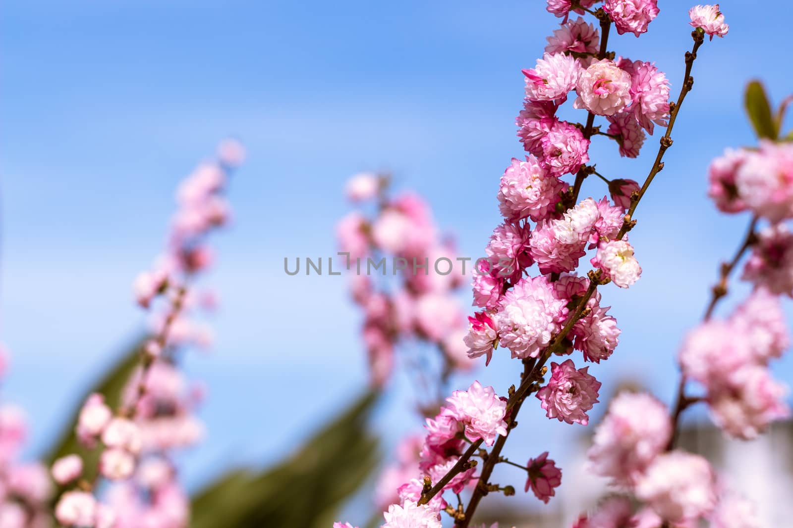 Peach tree branches full of pink flowers