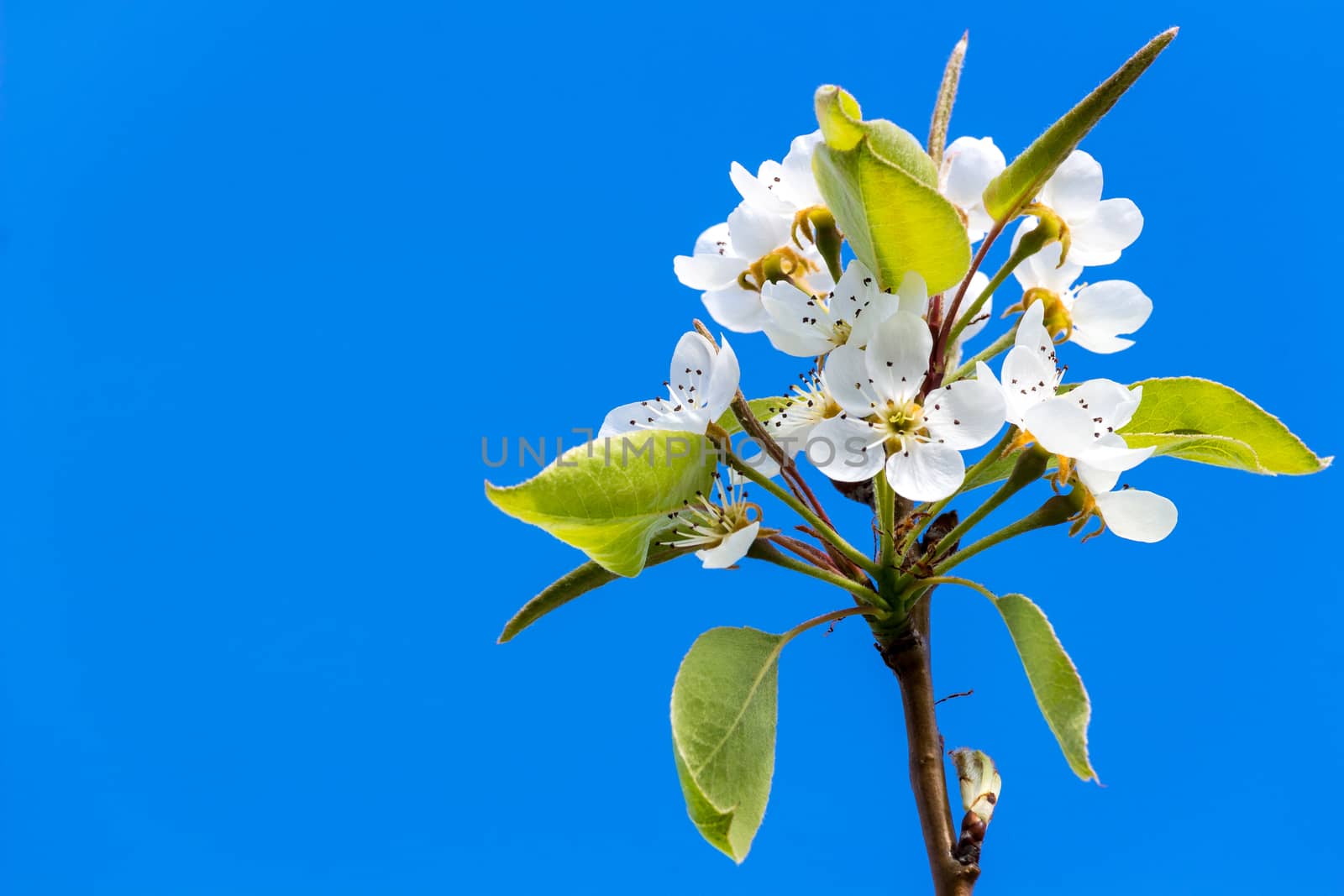 Pear tree's flower in the background of an azure sky