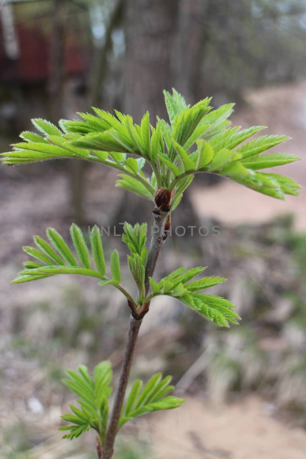 Young fresh leaves of mountain ash, gray forest,  early spring,  background