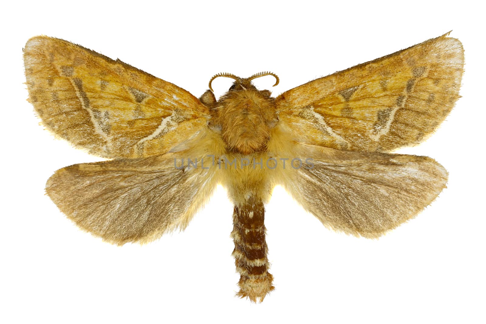 Orange swift on white Background  -  Triodia sylvina  (Linnaeus, 1761) by gstalker