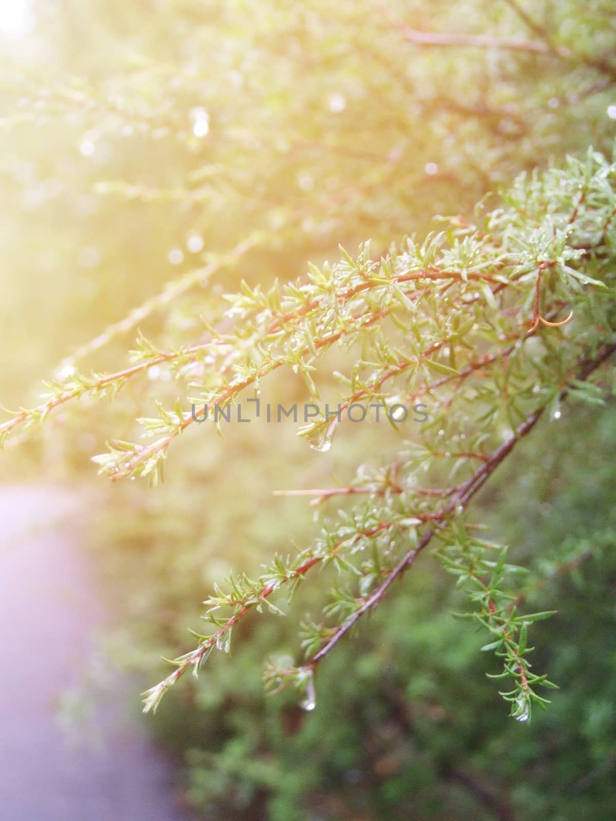 Season nature background concept : Selective soft focus on branch of green leaves with drop of dew in autumn