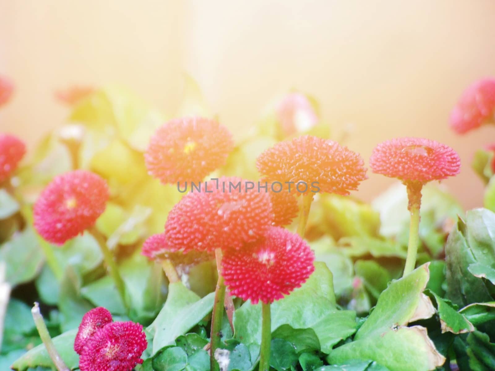 Nature background concept : Beautiful pink flowers in the morning