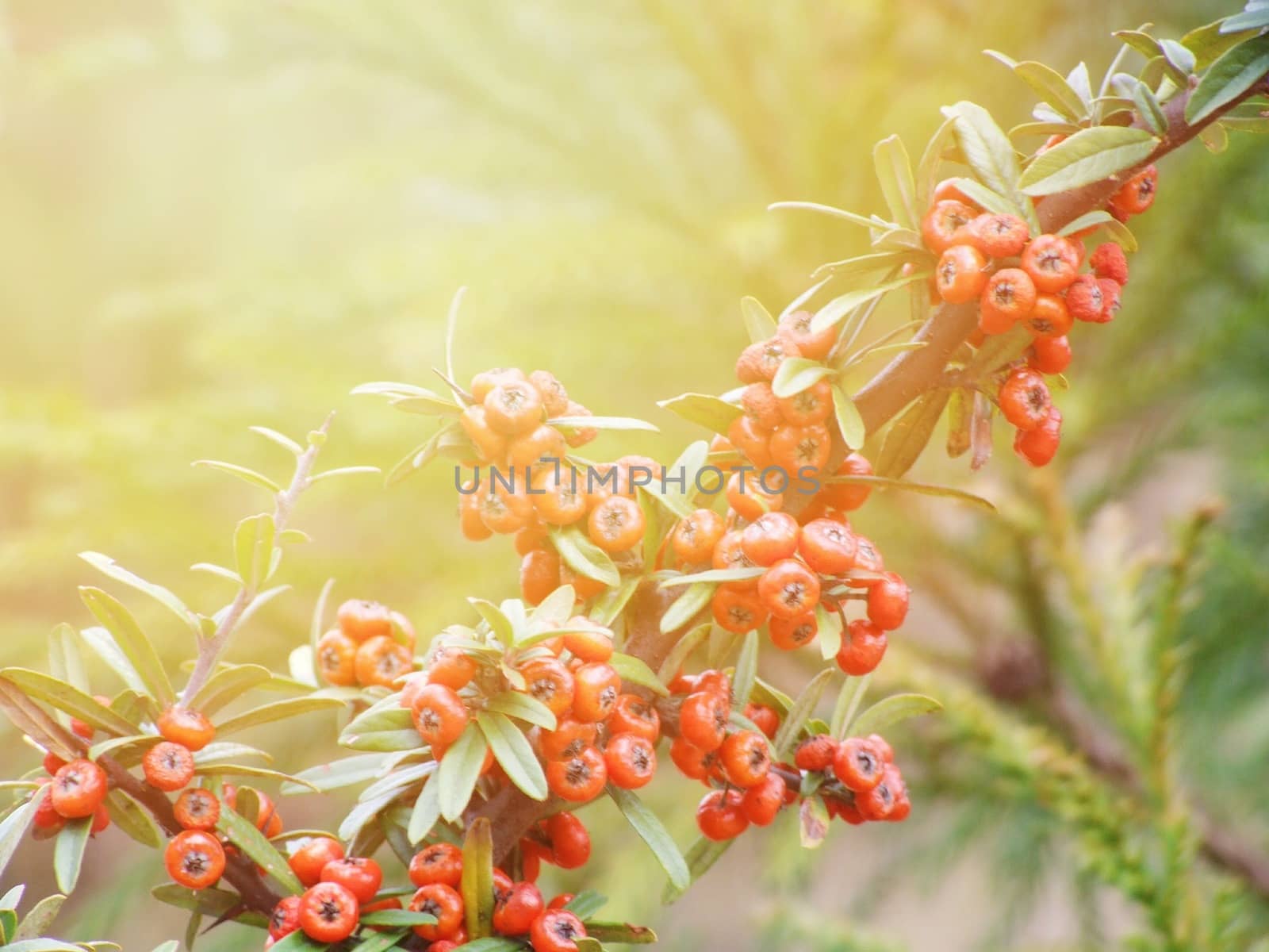 Season nature or agricultural food background concept : Branch of red berries tree with fruits and leaves in autumn