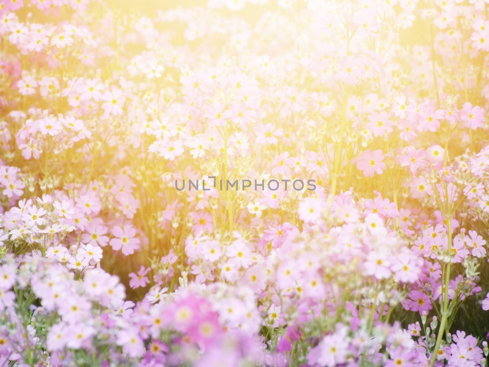 Nature background concept : Beautiful pink flower field under sunlight in the morning