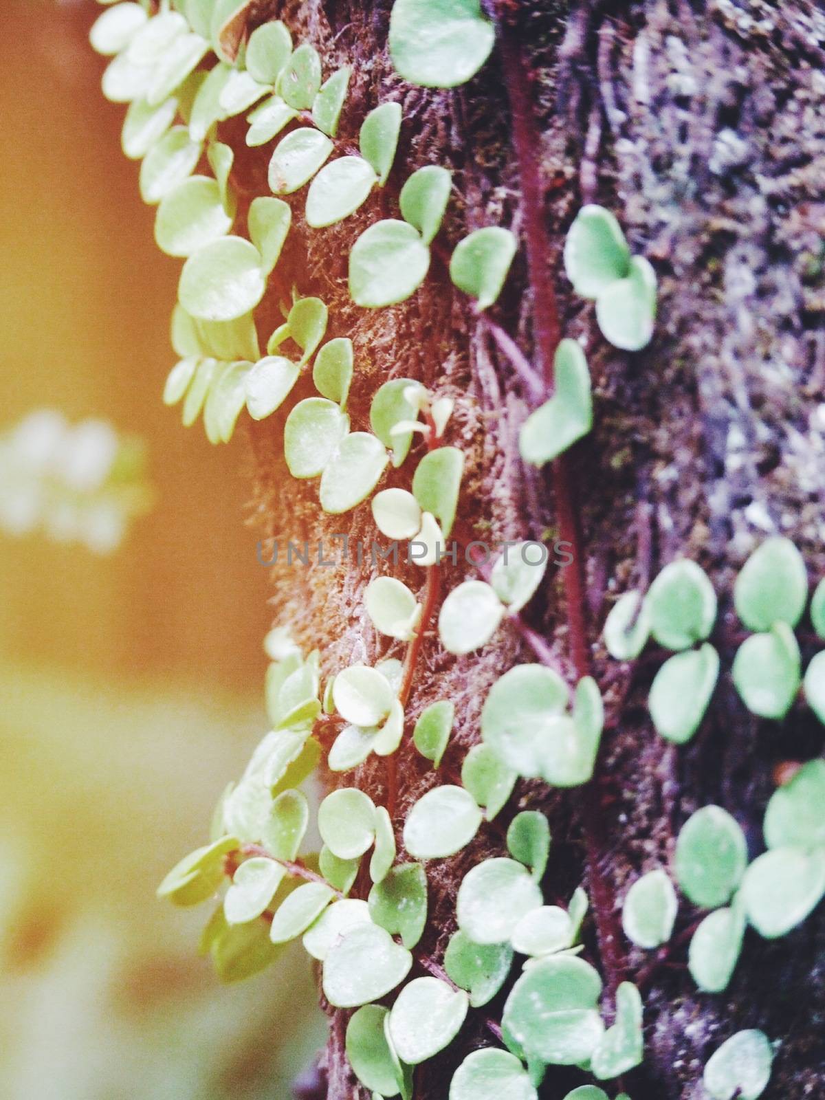 Nature background concept : Small green leaves plant growing on big tree