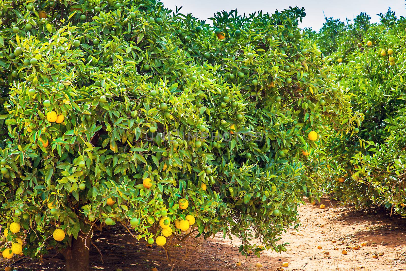 Orange plantation in Narrandera Australia by Makeral