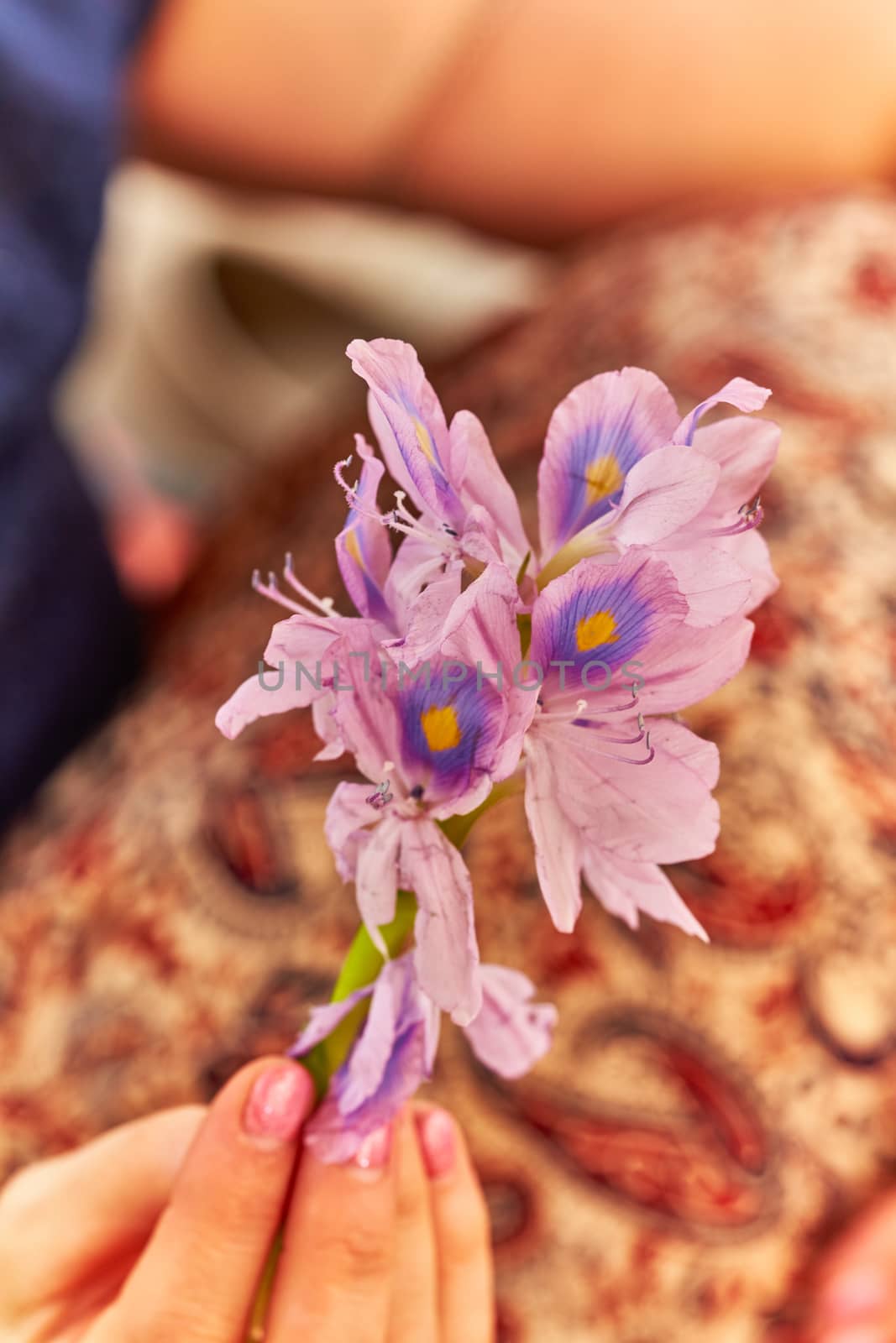 Female hand holds violet foler Eichornia crassipes