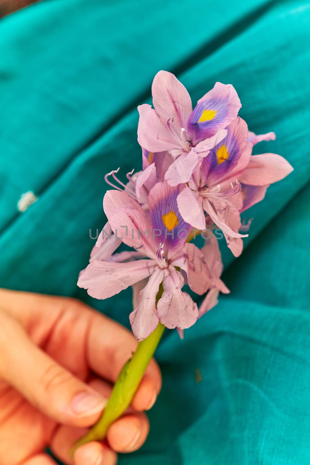 Female hand holds violet foler Eichornia crassipes