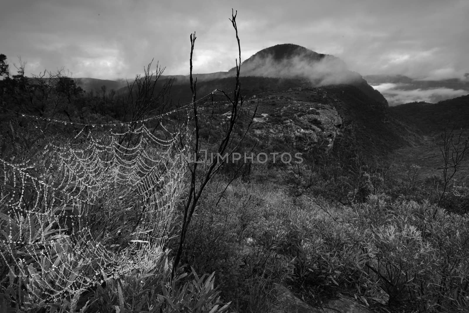 Dew drops adorn a spiders web glistening like pearls and in the distance Mt Banks shrouded by low clouds and mist in the valley