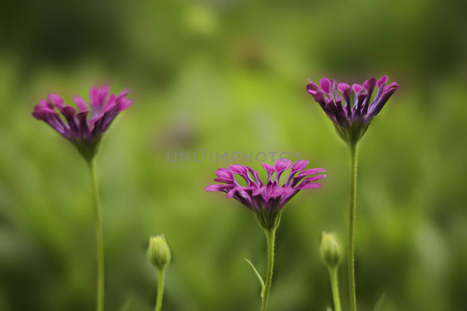 Delicate magenta flower petals curled up at dusk.  Shallow dof with bokeh blur