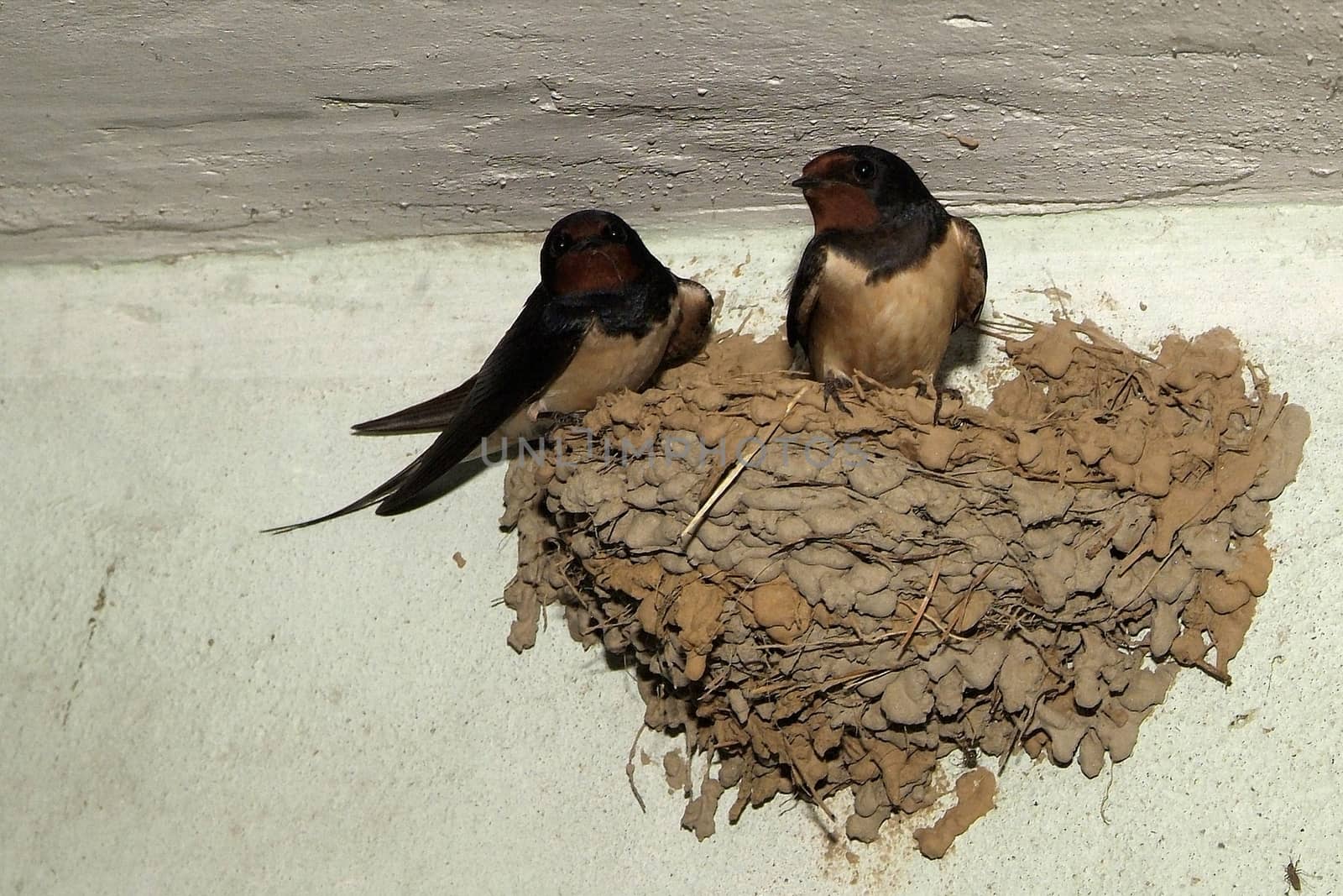 Birds and animals in wildlife. The swallow feeds the baby birds nesting, in a car box.