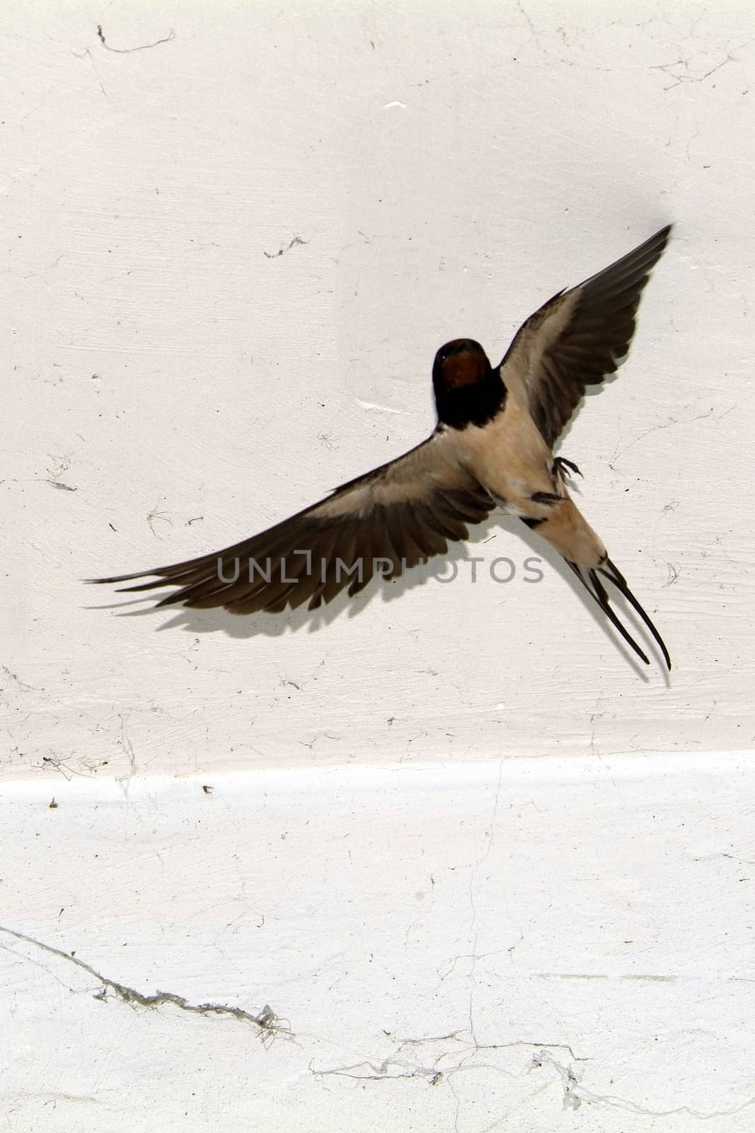 Birds and animals in wildlife. The swallow feeds the baby birds nesting, in a car box.