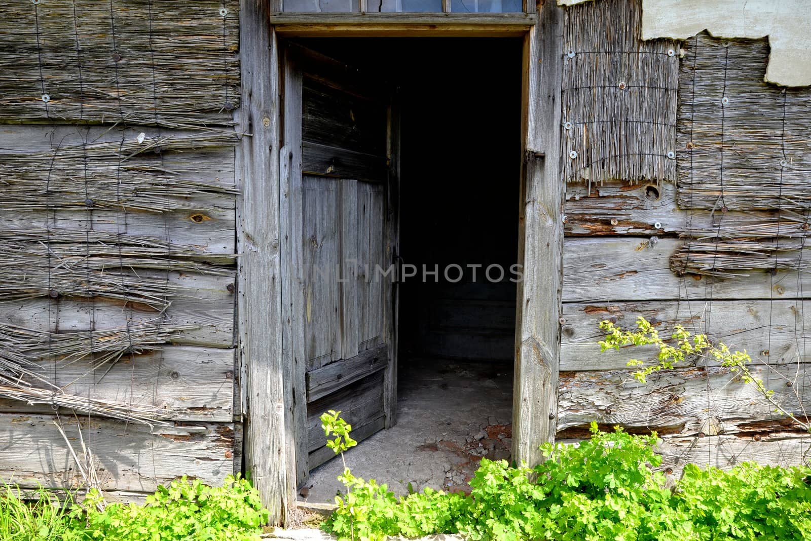 Open door of old wooden abandoned house destroying in the wilderness