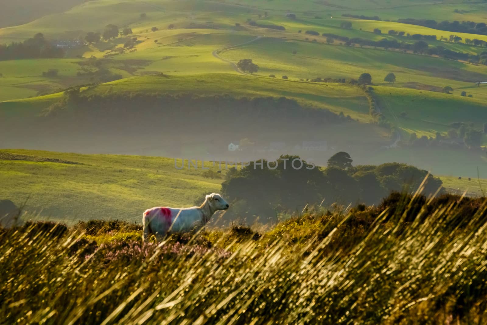 Landscape of white sheep in the long grass of a field durng golden hour. Rolling hills of English farmland in the background.