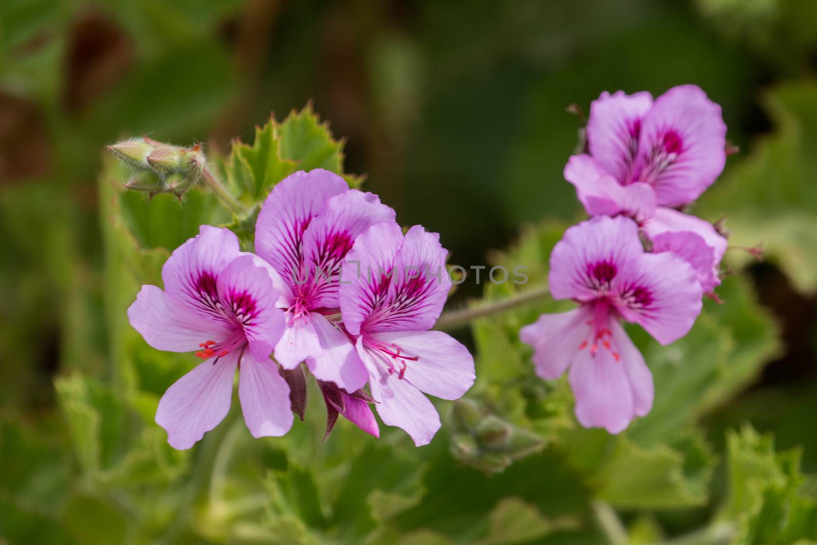 Close view of a pink geranium flower (Pelargonium graveolens).