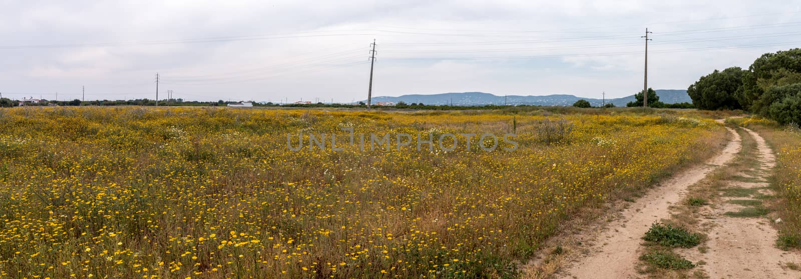 View of the beautiful yellow spring Algarve landscape flora.