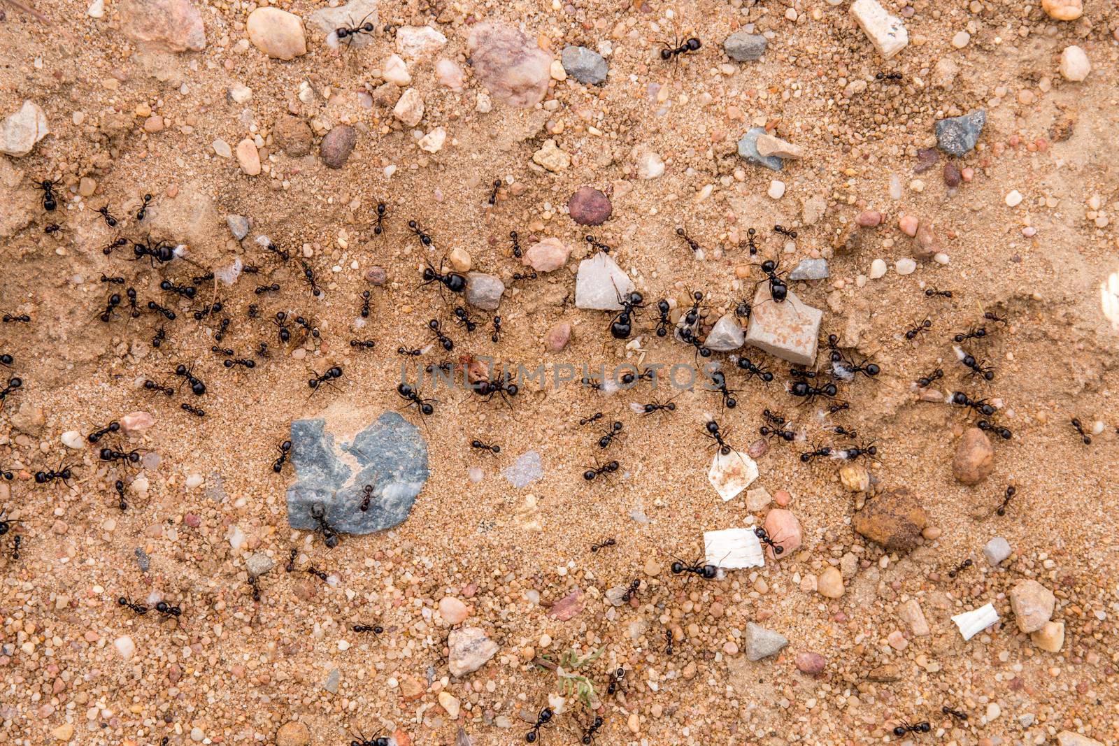 Black ants creating a path to the burrow.