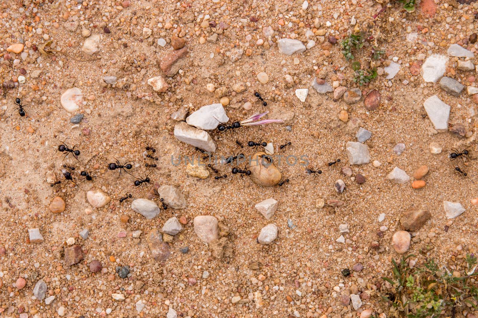 Black ants creating a path to the burrow.
