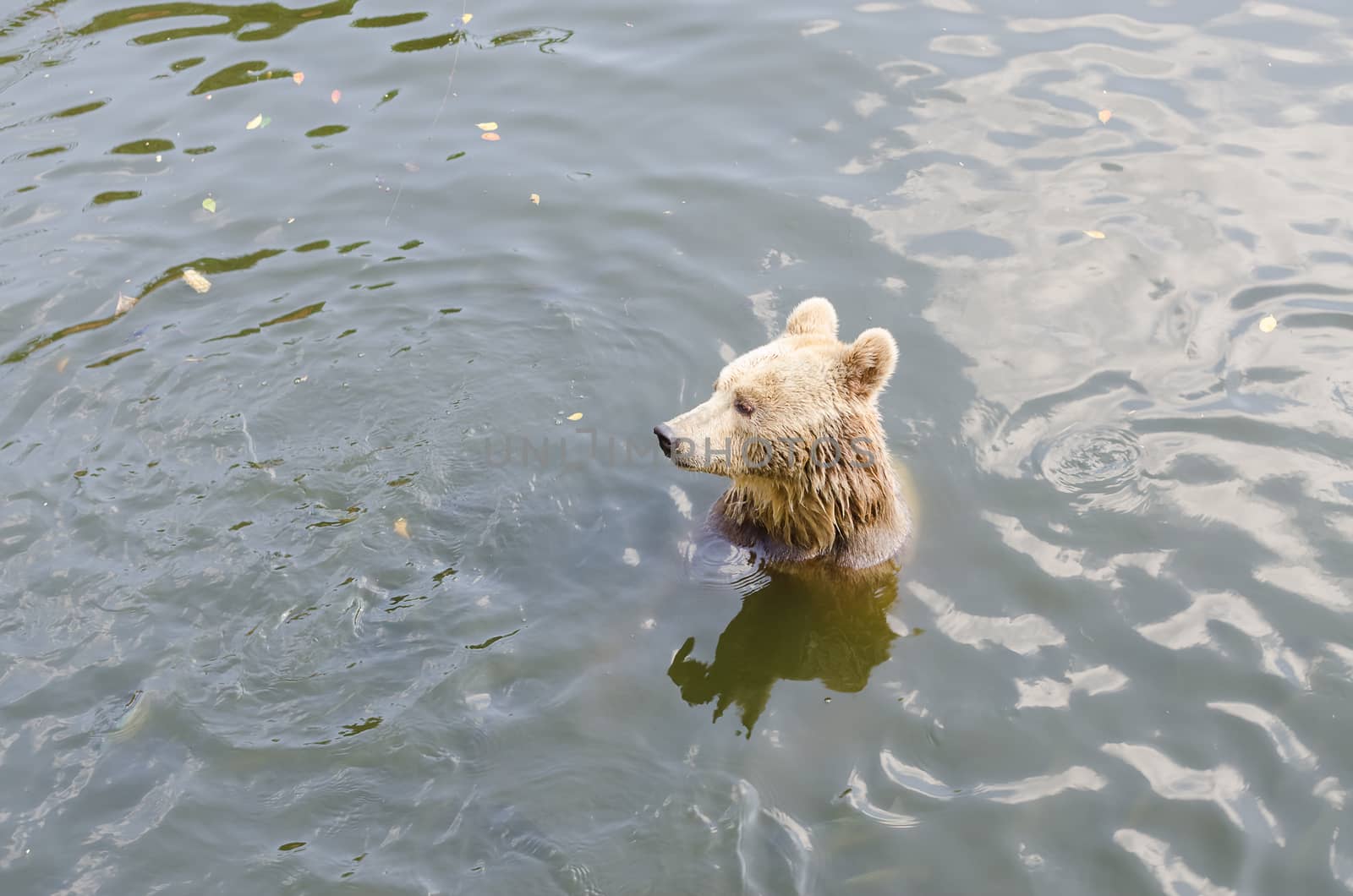 A brown bear in the forest. Big Brown Bear. Bear sits on a river. Ursus arctos.