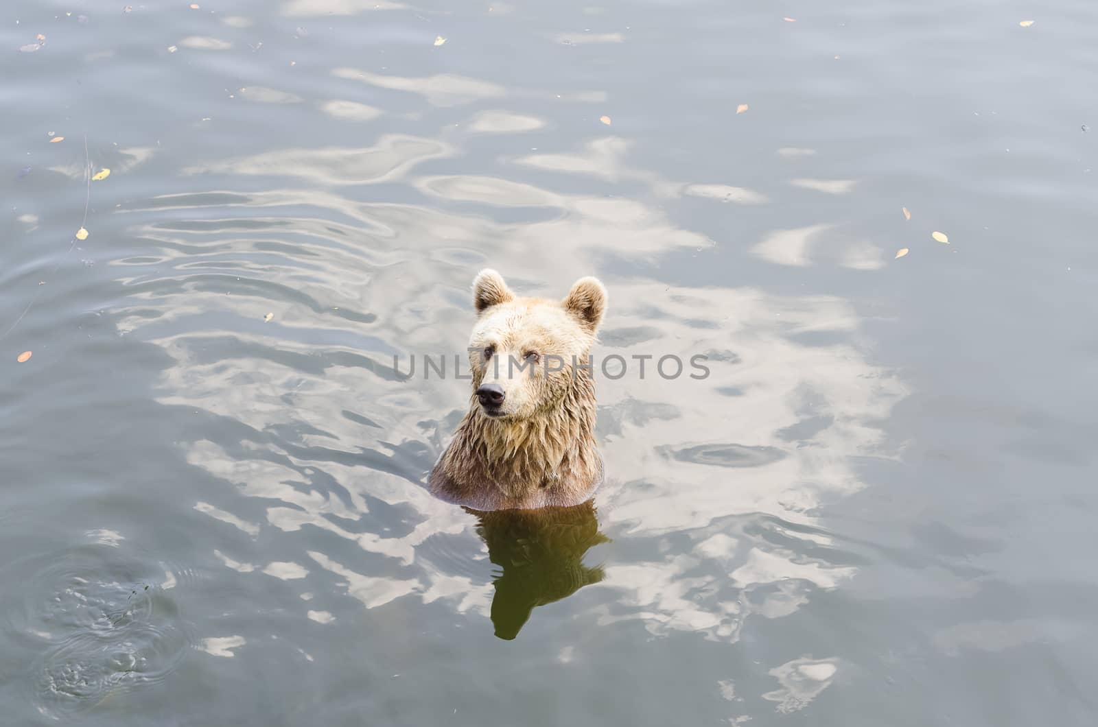 Bear sits on a river. by nikonlike