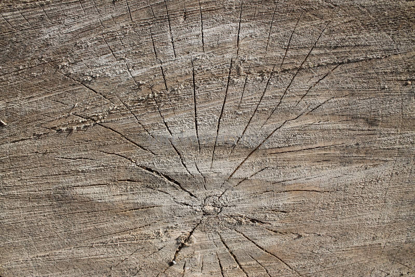 Wood texture background. Texture of natural background.