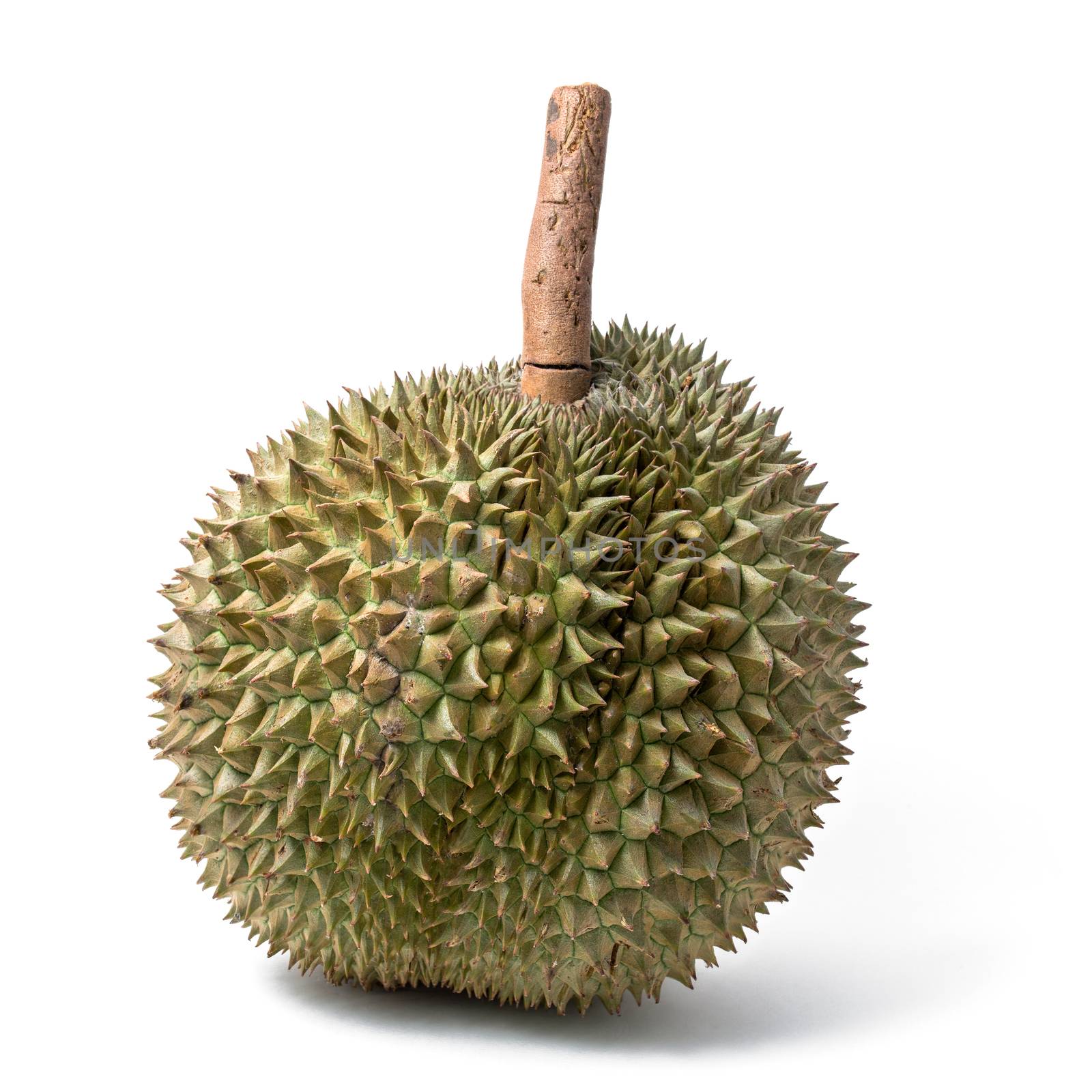 durian by antpkr