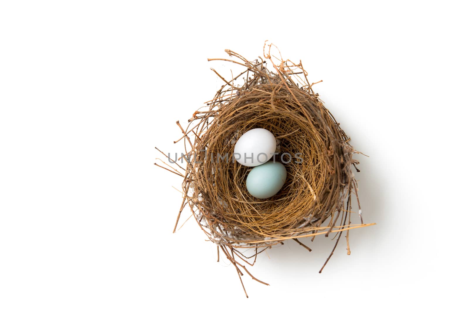 white and green eggs in bird nest