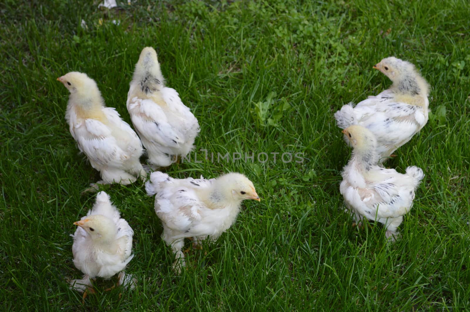 Small chicks in the grass