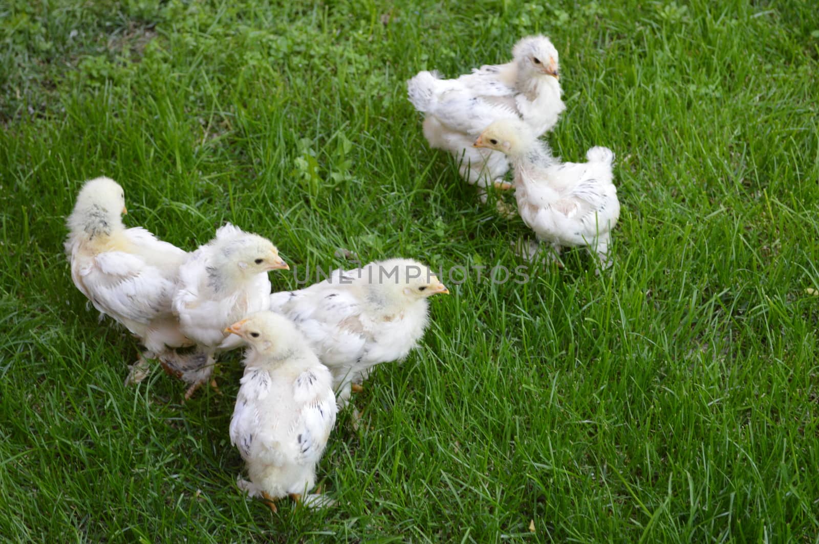 Small chicks in the grass