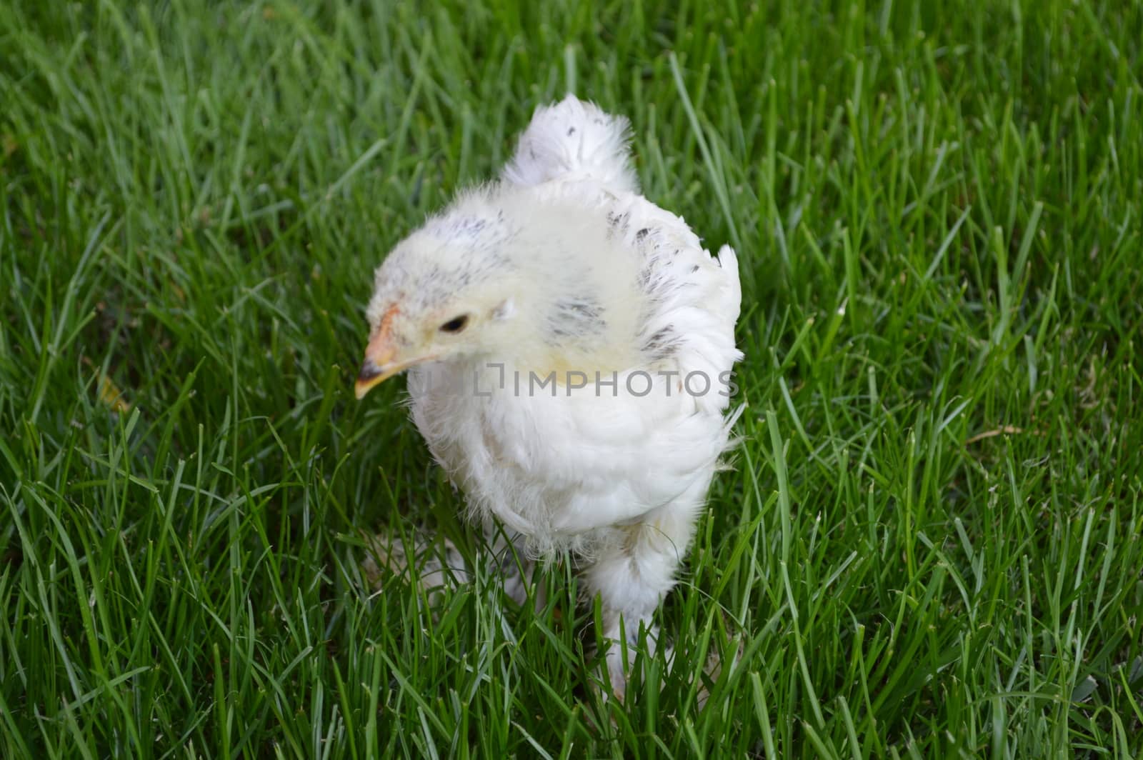 Small chicks in the grass