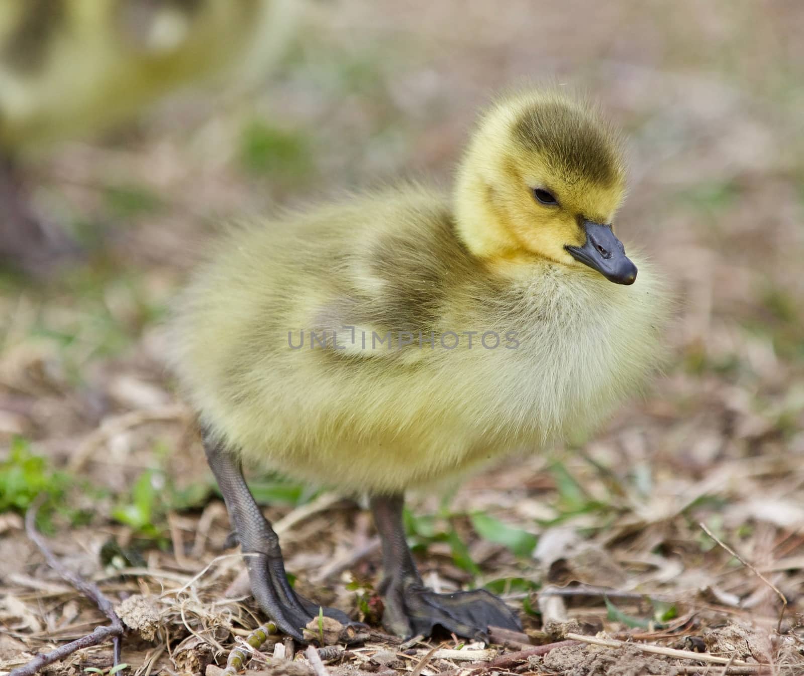 Beautiful isolated picture of a cute funny chick of Canada geese going by teo