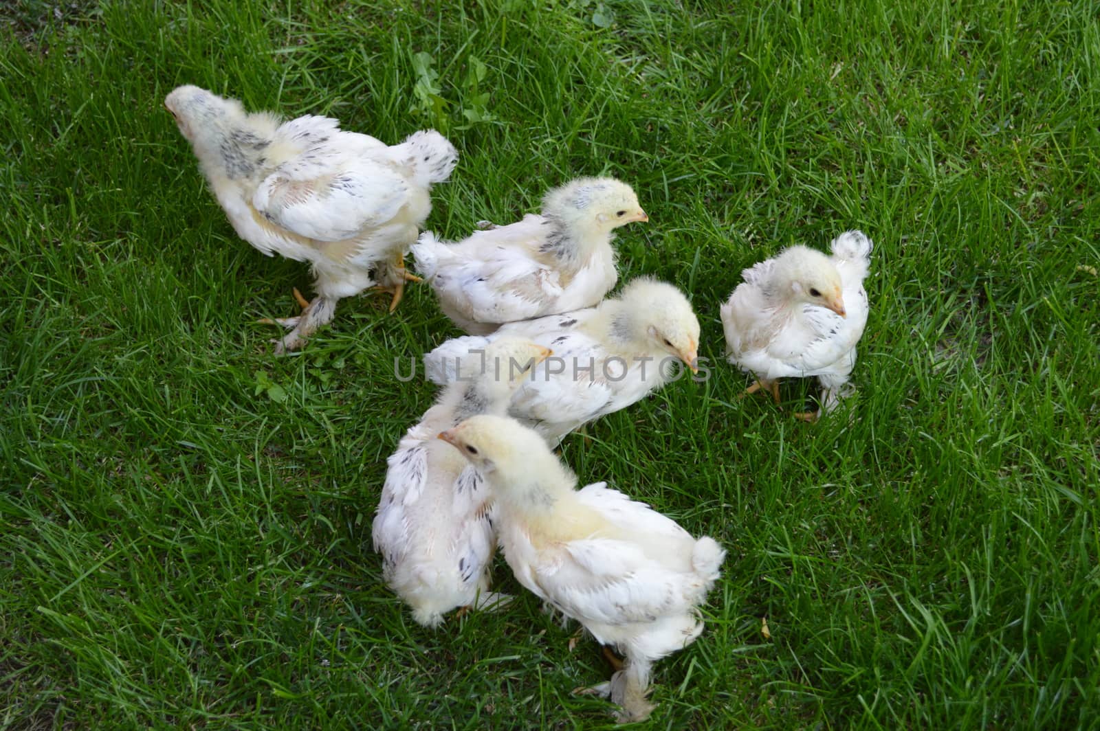Small chicks in the grass