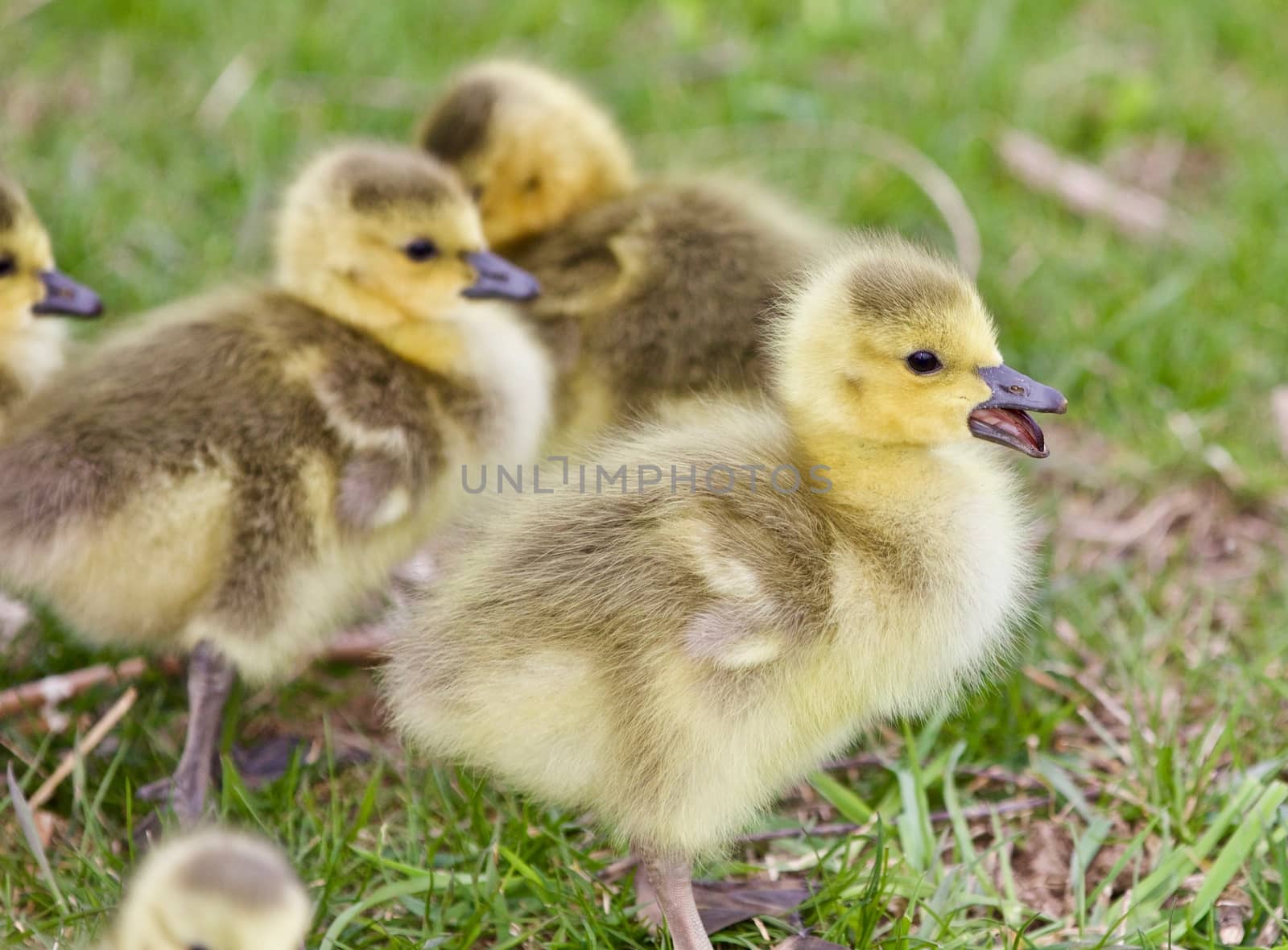 Beautiful isolated photo of a young family of Canada geese