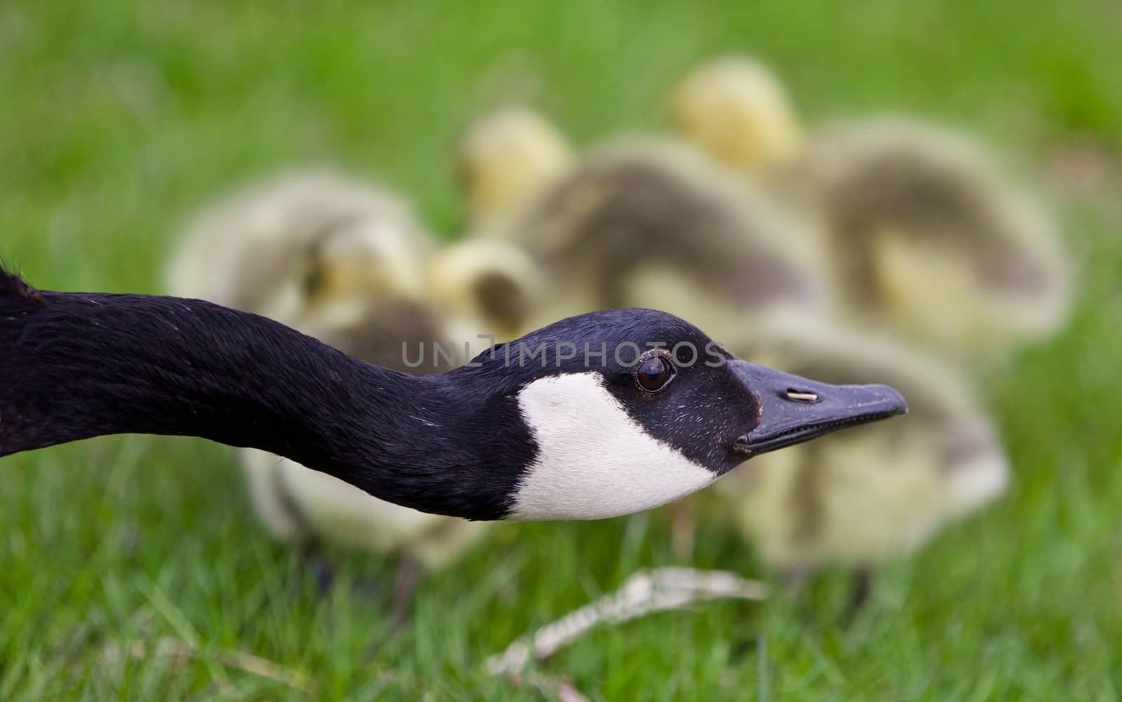 Beautiful isolated photo of young chicks of Canada geese under cover by teo