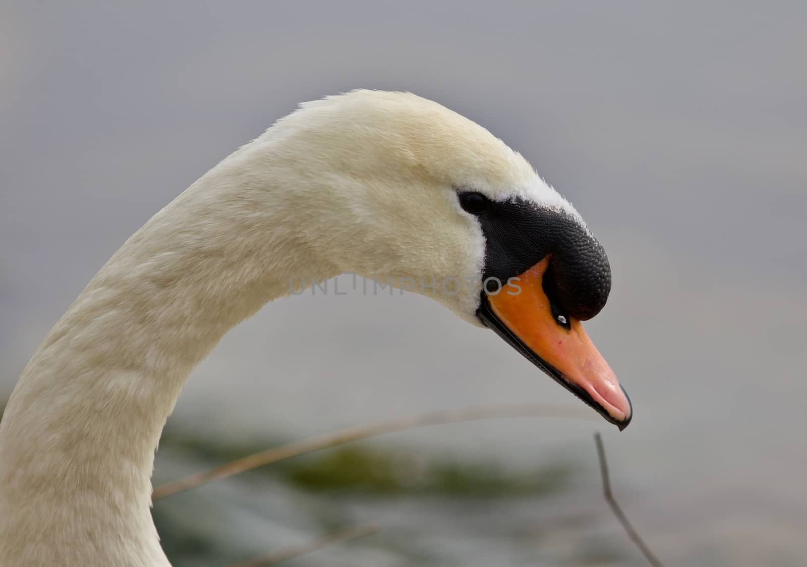 Beautiful isolated photo of a swan in the nest