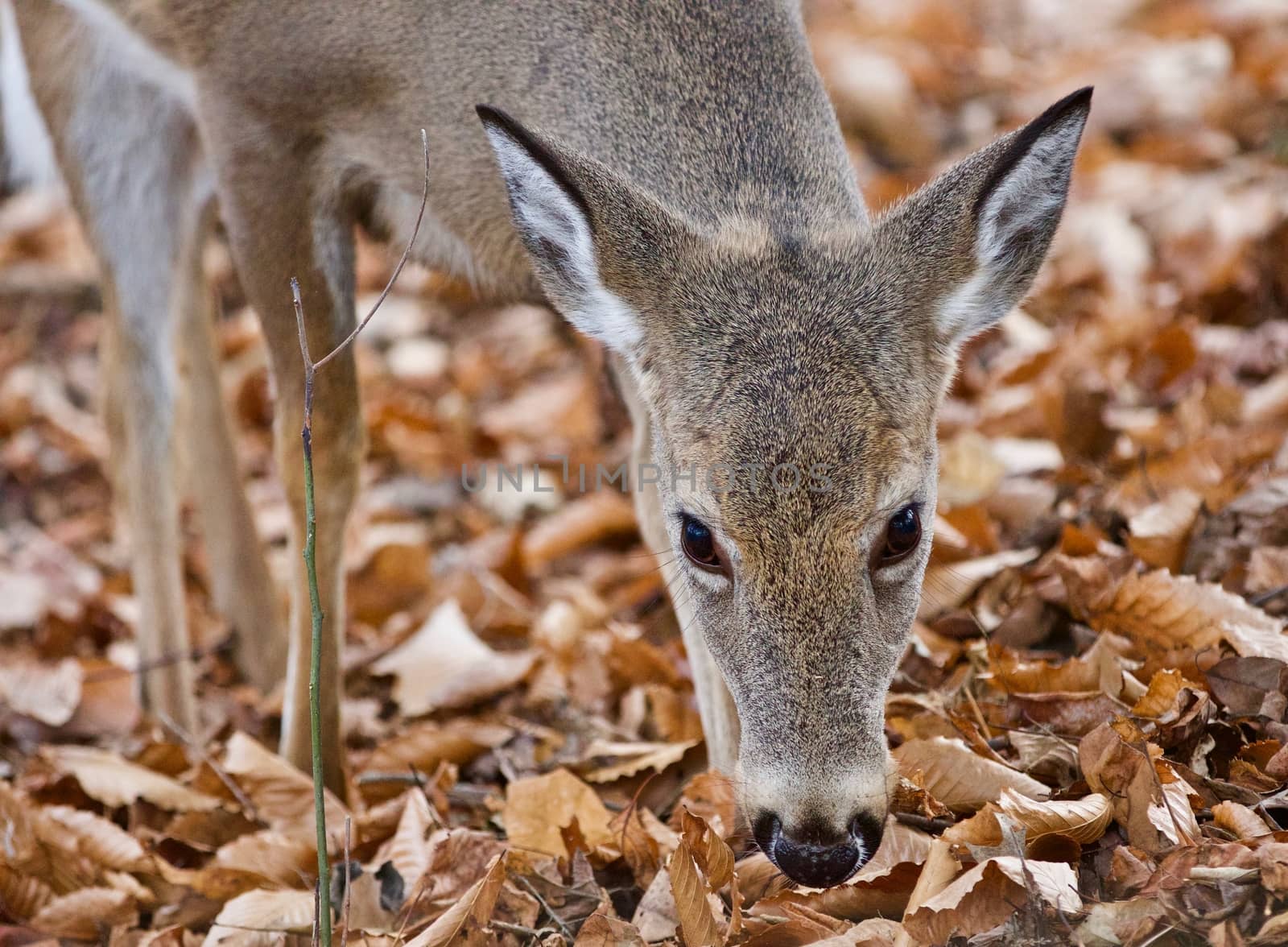 Isolated picture of a cute wild deer eating leaves in forest by teo