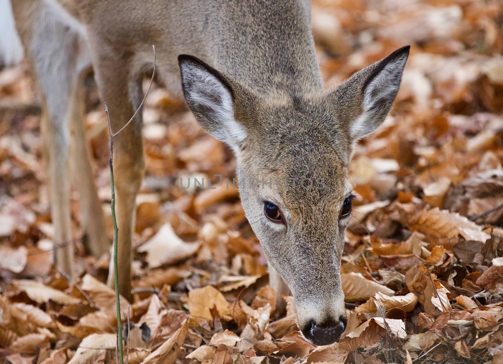 Isolated picture of a cute wild deer eating leaves in forest by teo