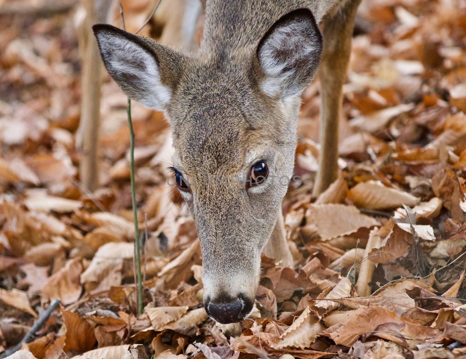 Isolated image of a cute wild deer in forest in autumn by teo