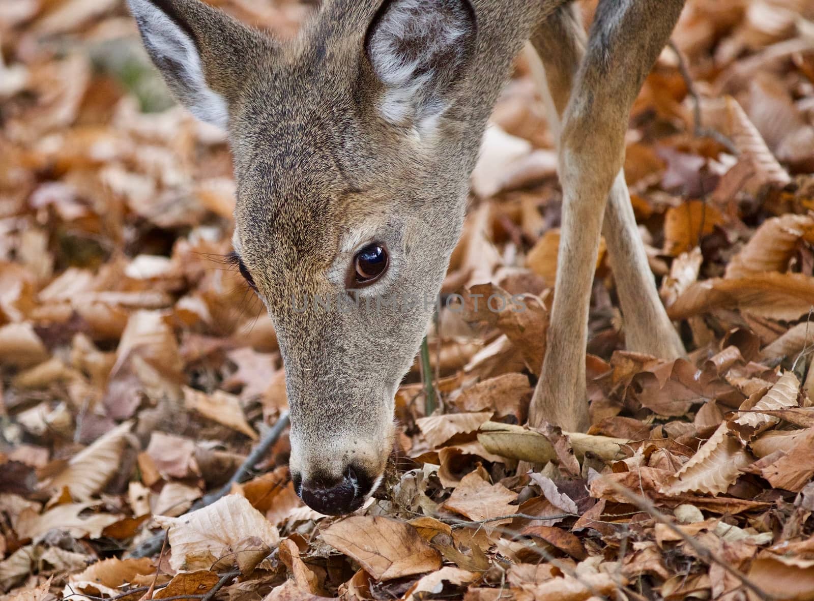 Beautiful background with a cute wild deer eating leaves in forest by teo