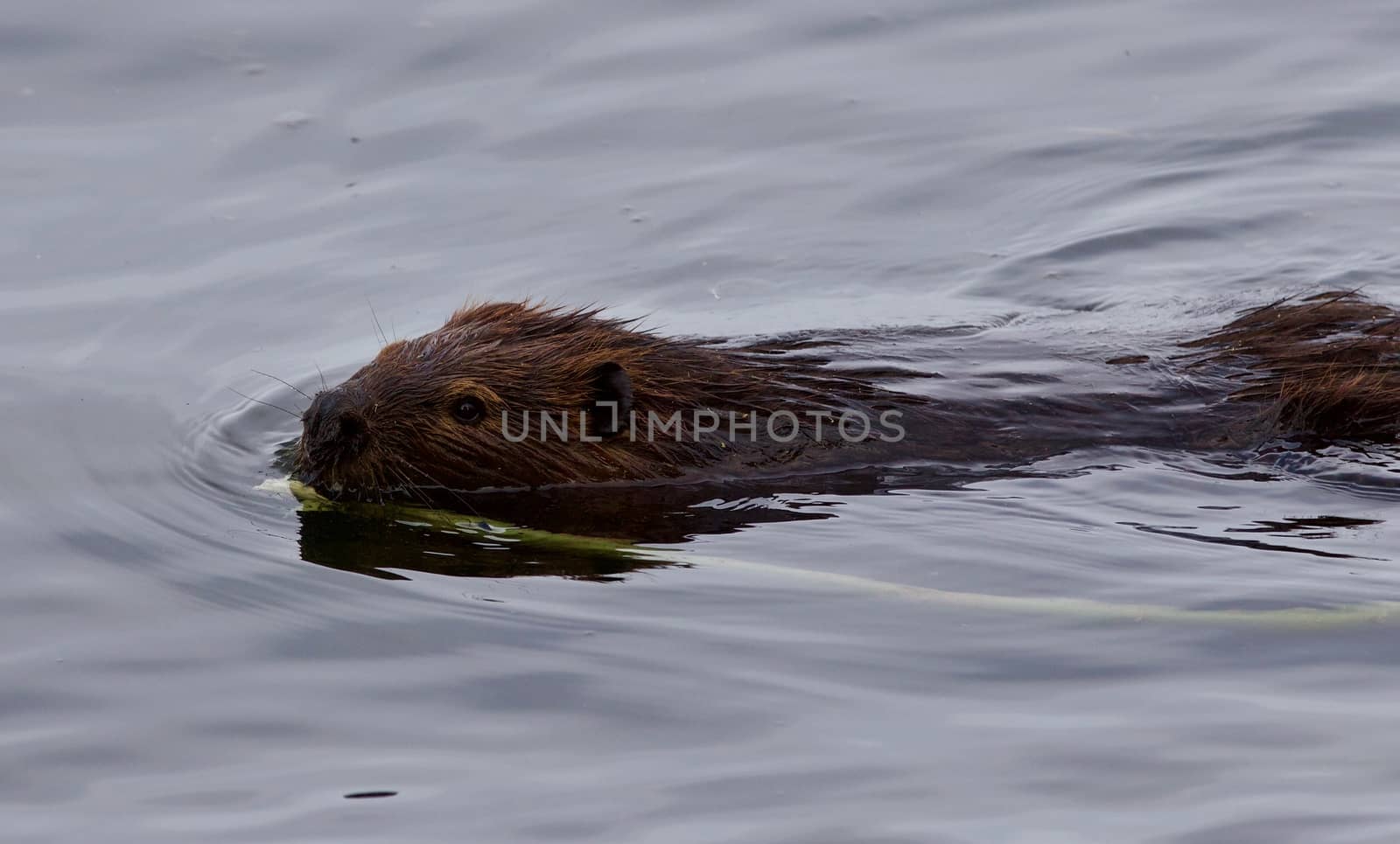 Beautiful isolated picture of a beaver swimming in the lake by teo