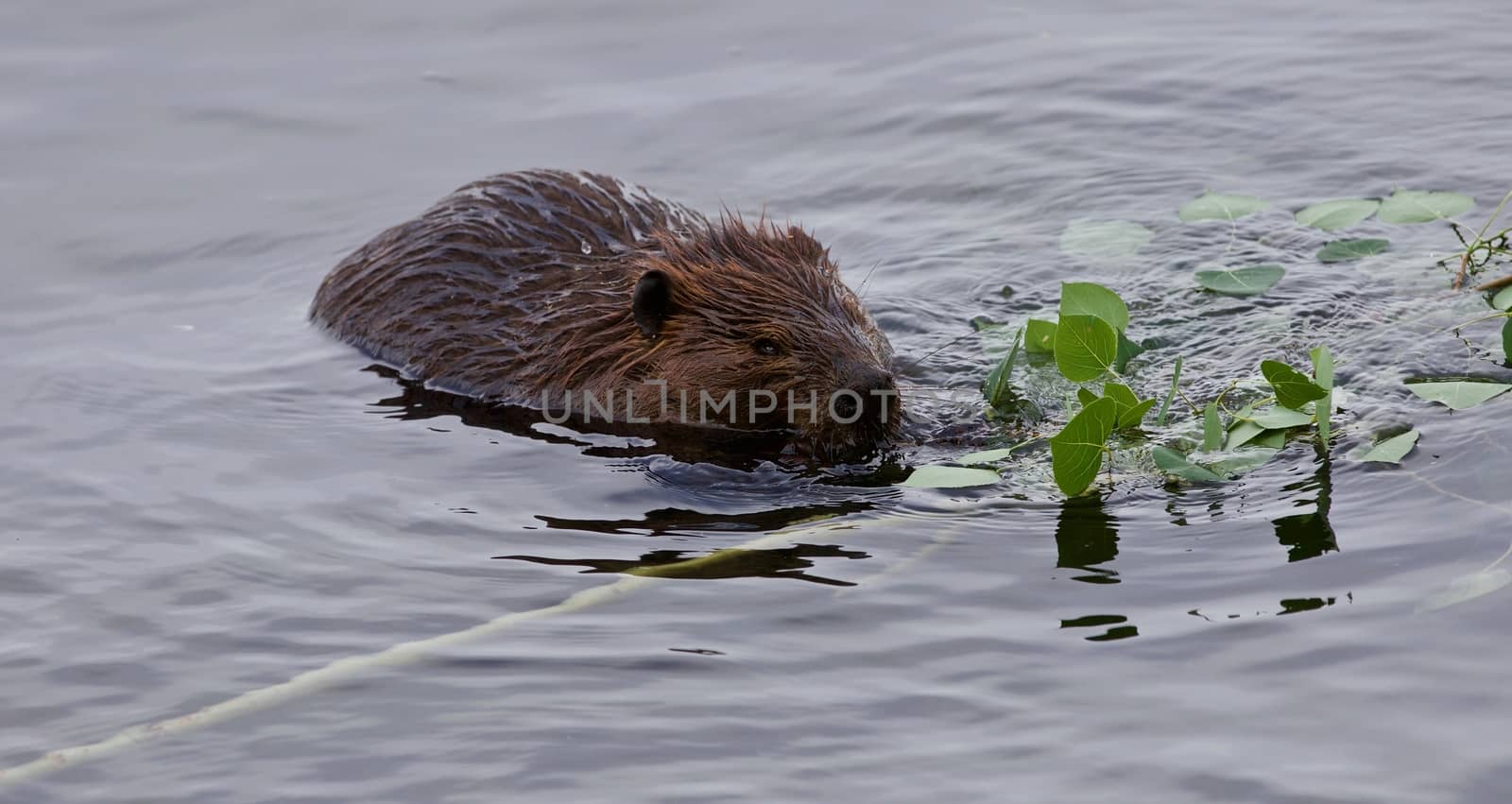 Beautiful isolated image of a beaver swimming in the lake by teo
