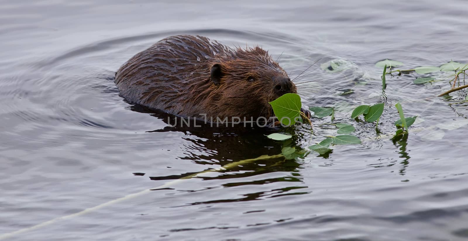 Beautiful isolated photo of a beaver eating leaves in the lake by teo