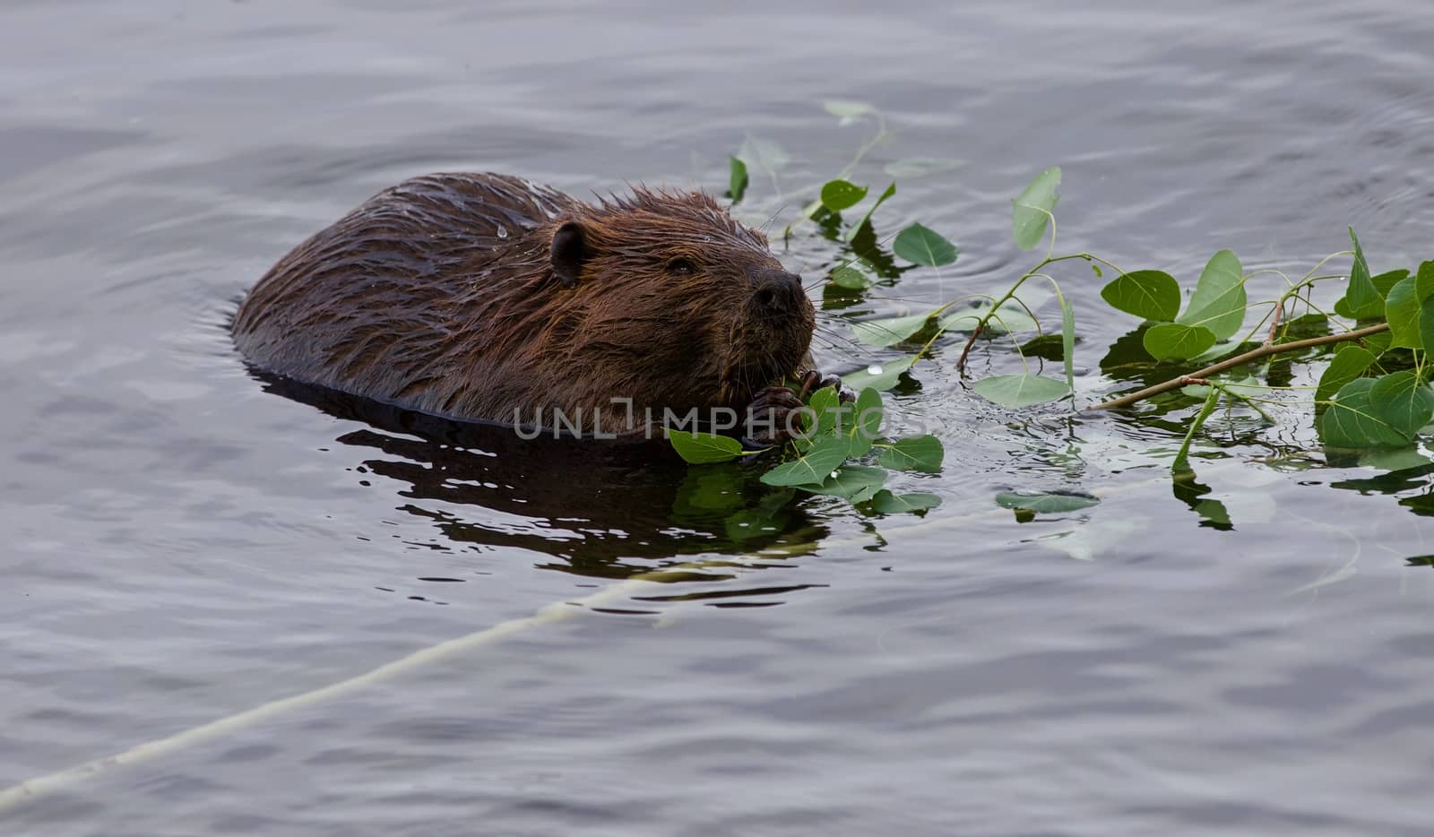 Beautiful isolated photo of a beaver in lake