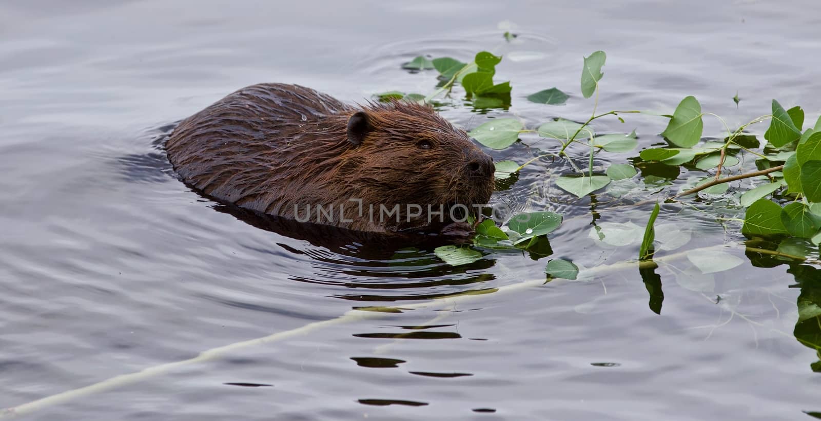 Beautiful isolated photo of a beaver in lake